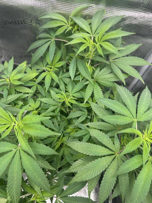 Orange Bud 2.0. Week 9