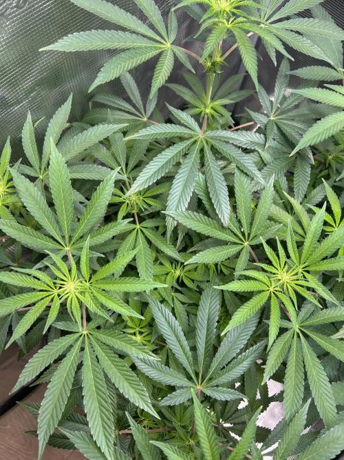 Orange buds 2.0. Week 10