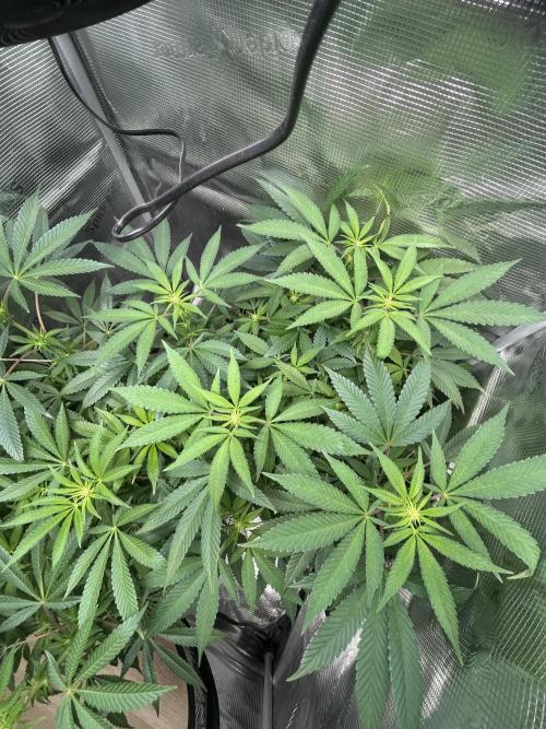Orange buds 2.0. Week 10
