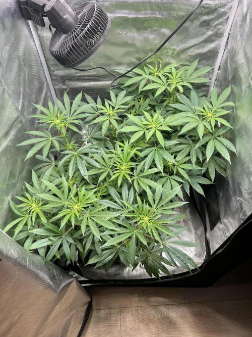 Orange buds 2.0. Week 10