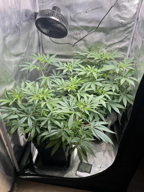 Orange Bud 2.0. Week 10