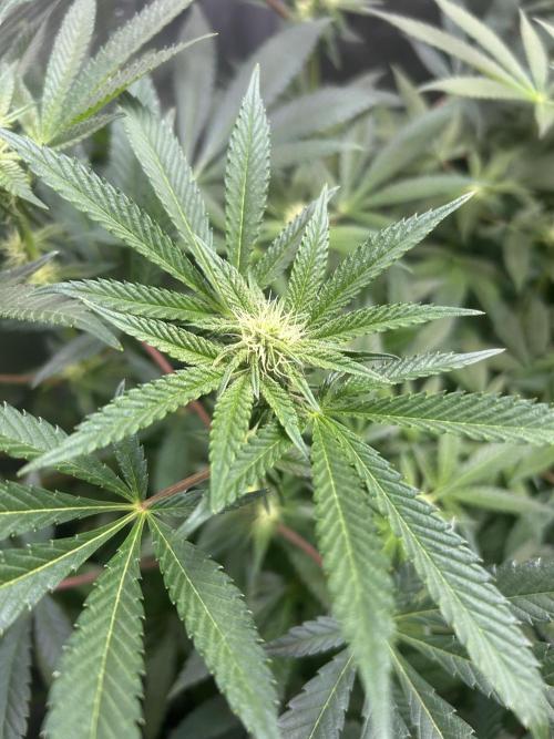 Orange buds 2.0. Week 11