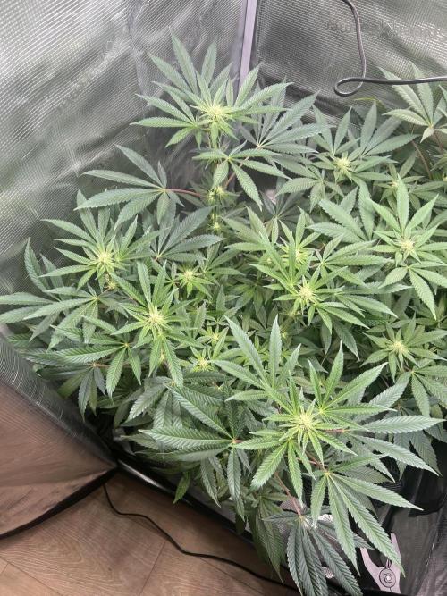 Orange buds 2.0. Week 11