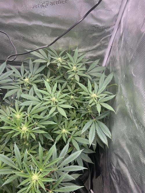 Orange buds 2.0. Week 11