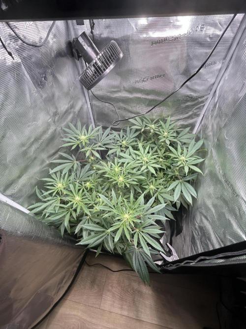 Orange buds 2.0. Week 11