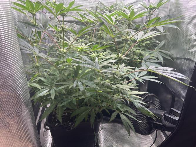 Orange Bud 2.0. Week 11