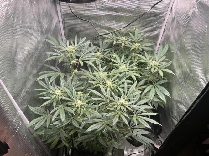Orange buds 2.0. Week 12