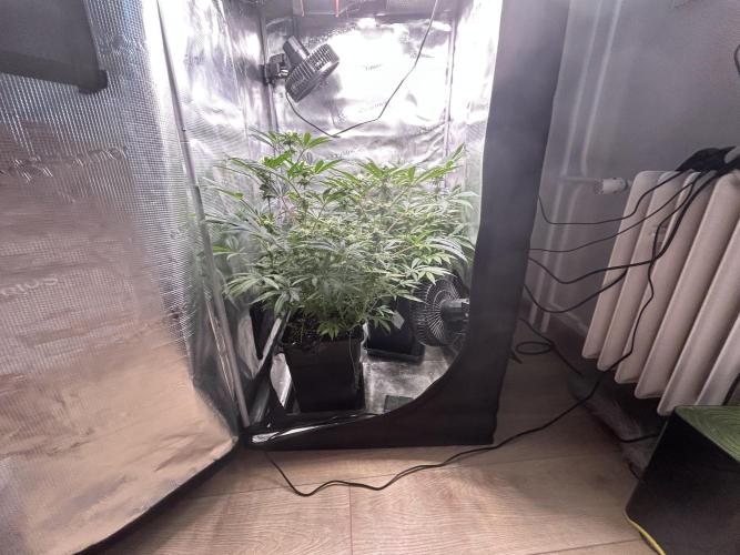 Orange buds 2.0. Week 12