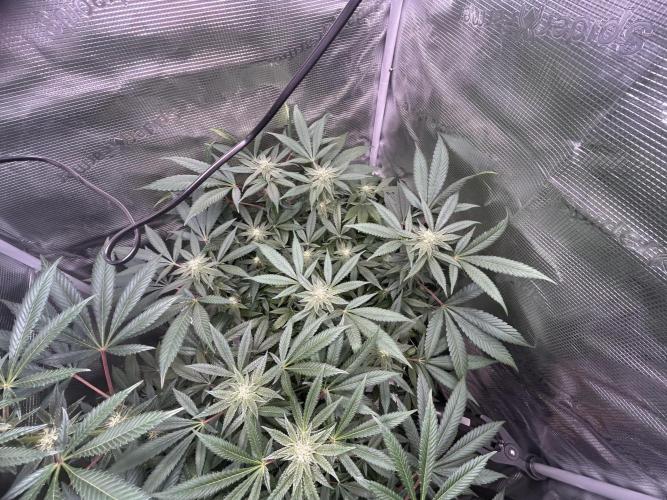 Orange buds 2.0. Week 12