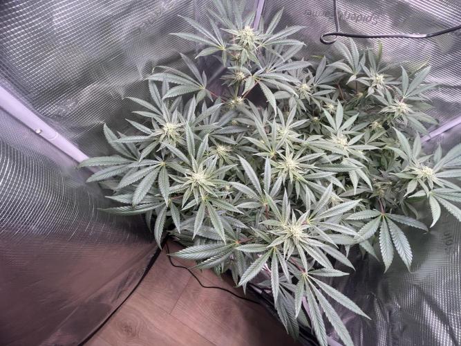 Orange buds 2.0. Week 12