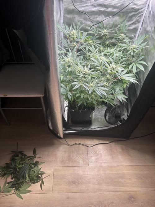 Orange buds 2.0. Week 13