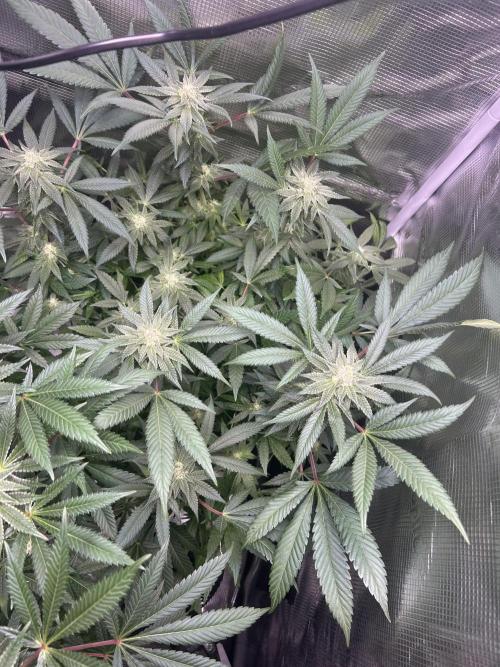 Orange buds 2.0. Week 13