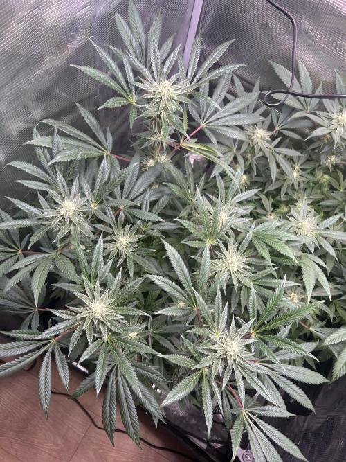 Orange buds 2.0. Week 13