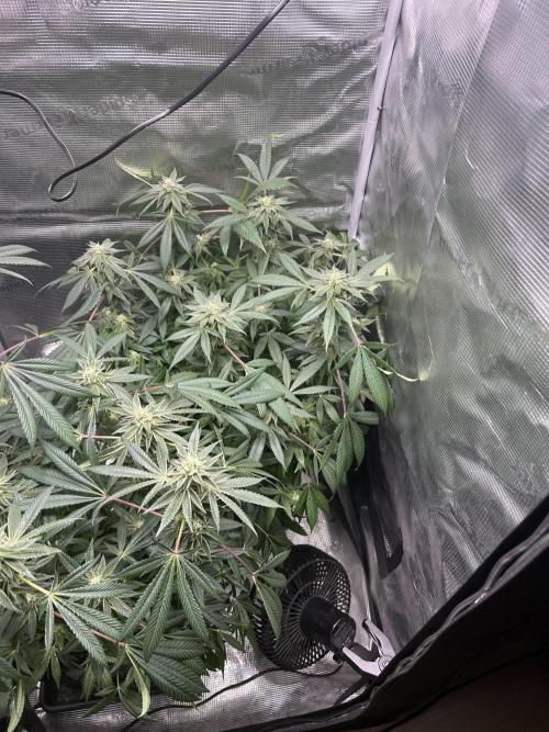 Orange buds 2.0. Week 13