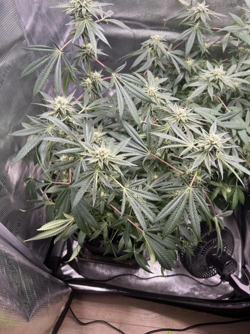 Orange buds 2.0. Week 13