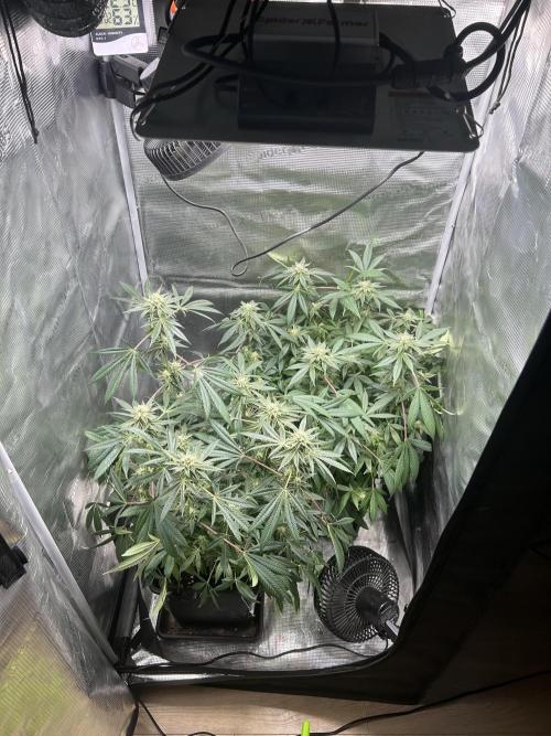 Orange buds 2.0. Week 13