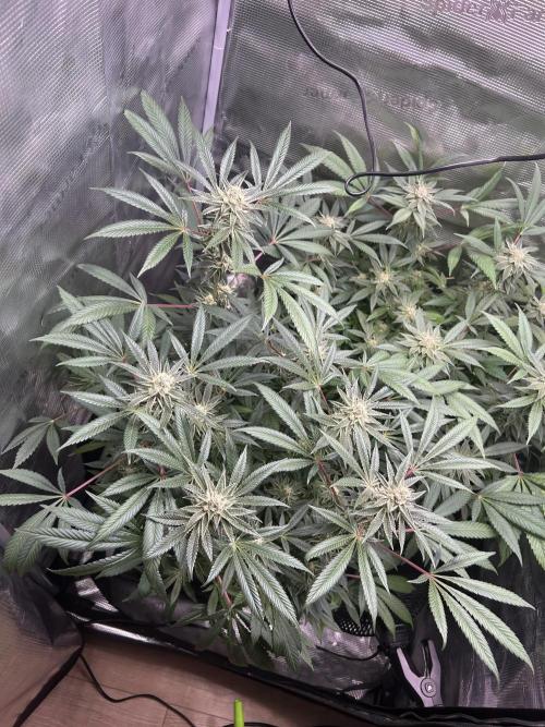 Orange buds 2.0. Week 14