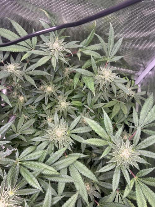 Orange buds 2.0. Week 14