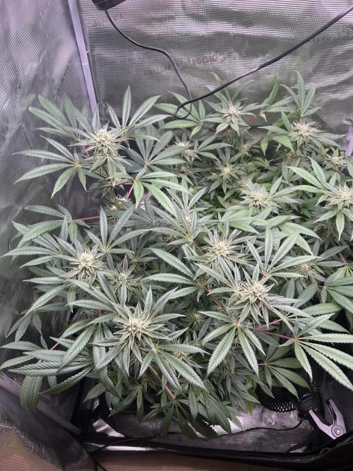Orange buds 2.0. Week 14