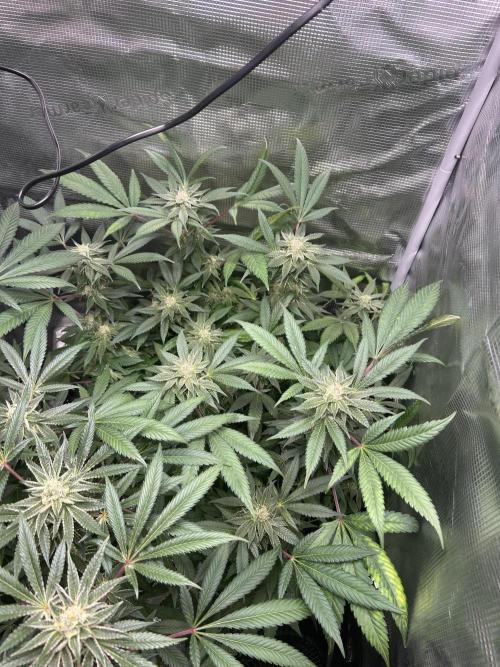 Orange buds 2.0. Week 14