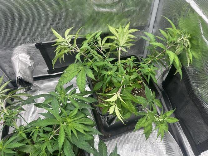 Orange buds 2.0. Week 6