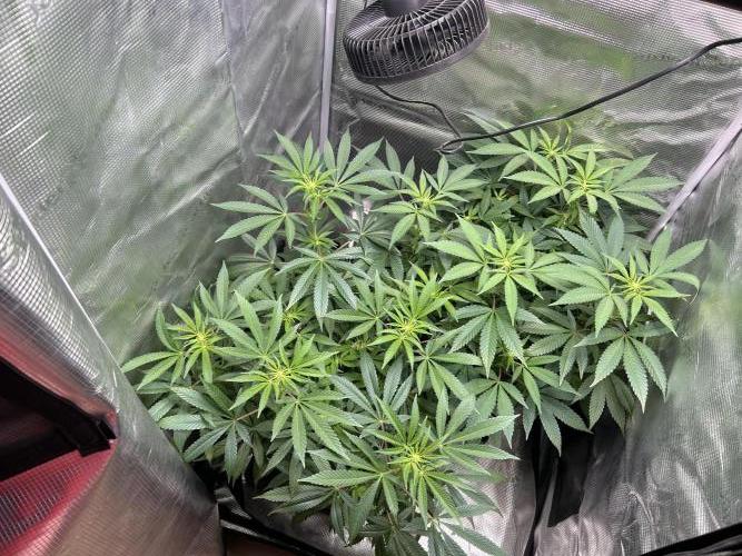 Orange buds 2.0. Week 10