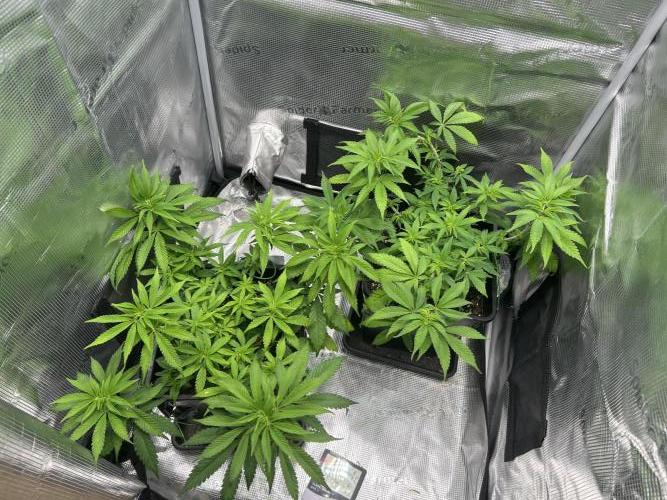 Orange Bud 2.0. Week 7