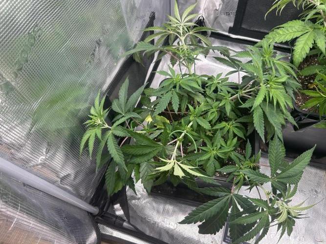 Orange buds 2.0. Week 6