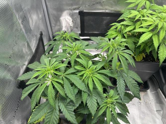 Orange buds 2.0. Week 5