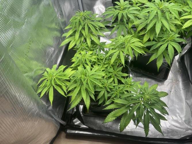 Orange Bud 2.0. Week 8