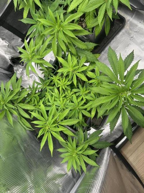 Orange buds 2.0. Week 7
