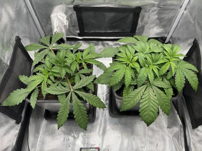 Orange buds 2.0. Week 3