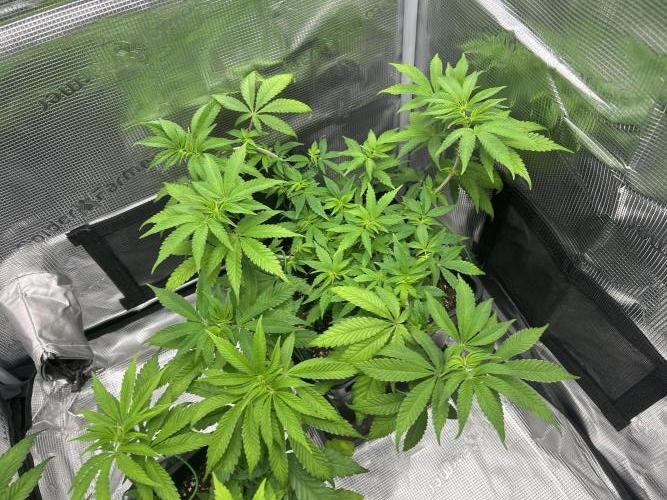 Orange buds 2.0. Week 7