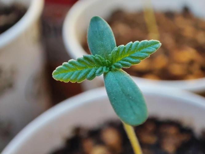 Golden kush. Week 0 - Golden N9  1 week old