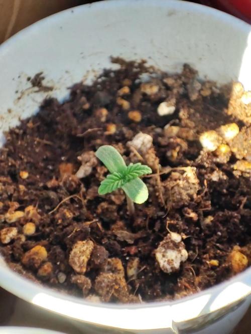 Golden kush. Week 0 - Cytus kush 1 week old 