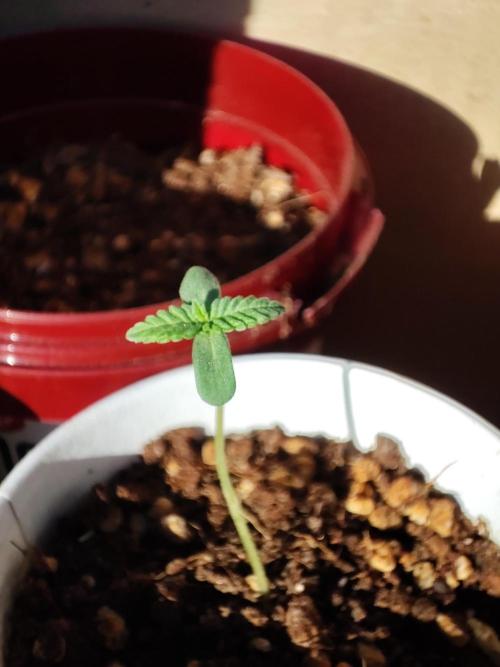 Golden kush. Week 0 - Golden N9 1 week old 