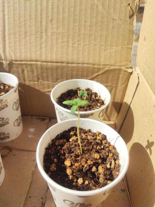 Golden kush. Week 2