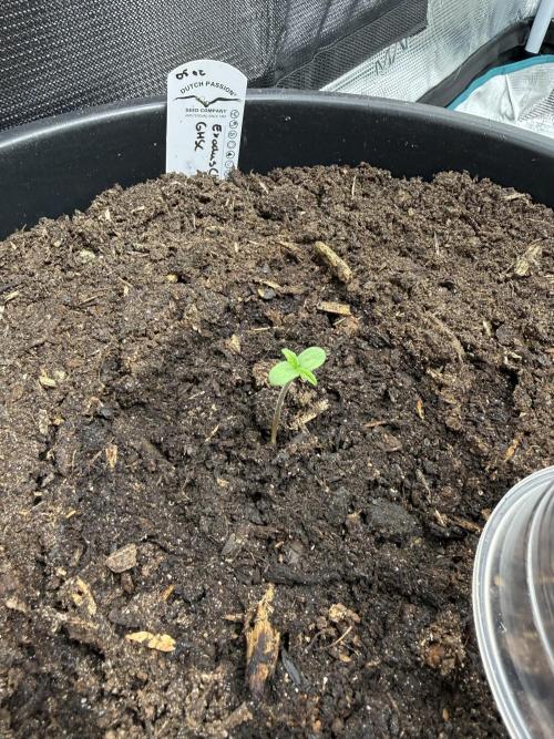 Grow 1 Q1 2026. Week 0 - First feed 10.02
Three days post germination