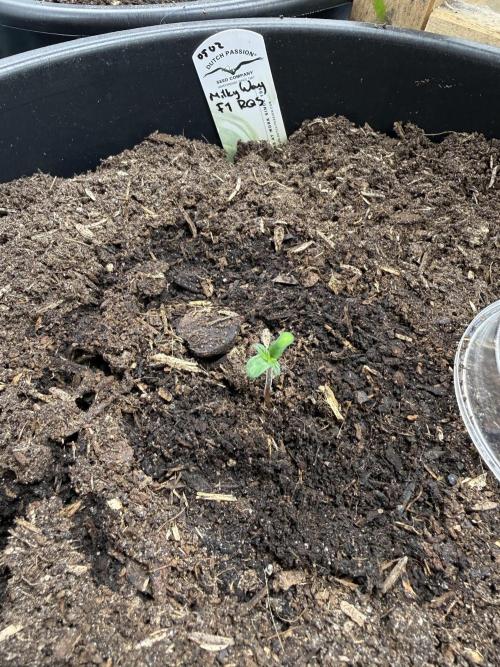 Grow 1 Q1 2026. Week 0 - First feed 10.02
Three days post germination