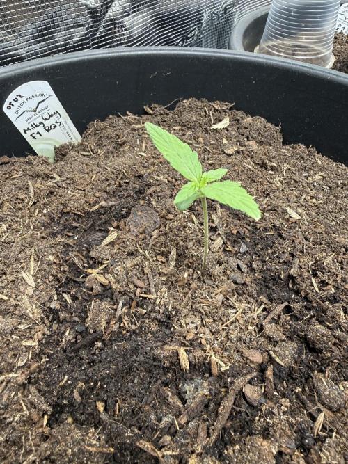 Grow 1 Q1 2026. Week 0 - 15.02 First full week done