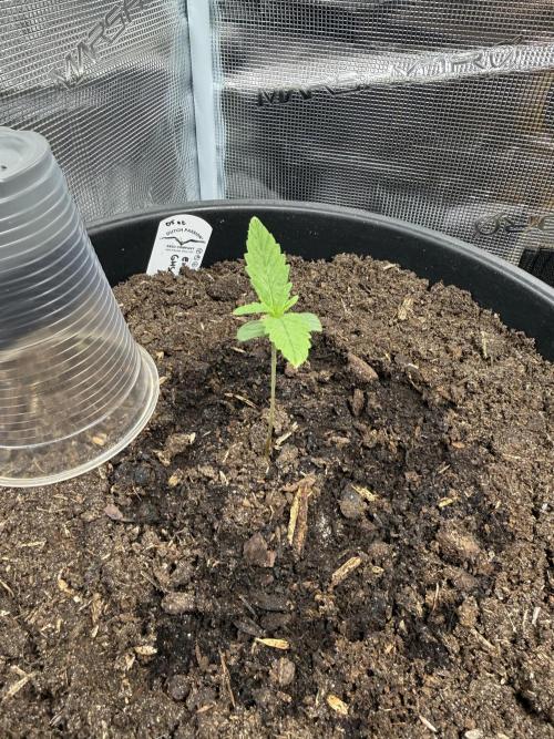 Grow 1 Q1 2026. Week 0 - 15.02 First full week done