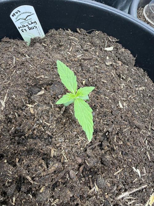 Grow 1 Q1 2026. Week 1 - 16.02 Some crispiness at the tips, likely due to low RH%