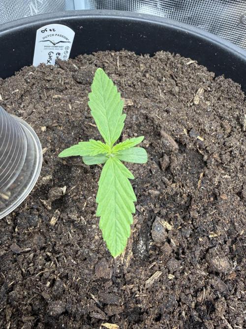 Grow 1 Q1 2026. Week 1 - 16.02 Some crispiness, low RH% in tent