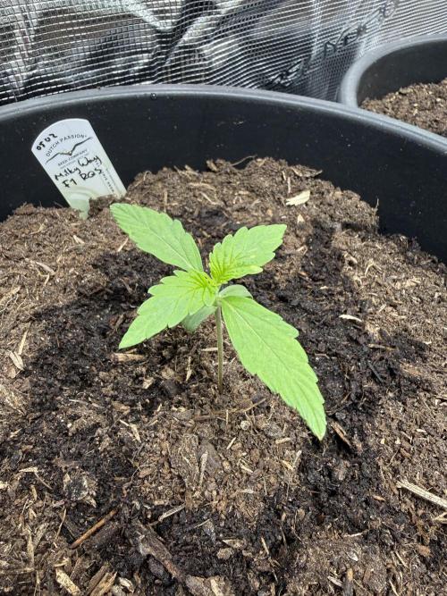 Grow 1 Q1 2026. Week 1 - 18.02 Watered