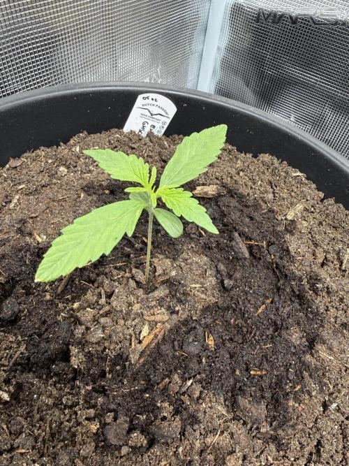 Grow 1 Q1 2026. Week 1 - 18.02 Watered