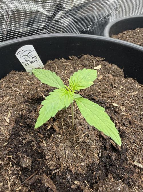 Grow 1 Q1 2026. Week 1 - 19.02 Second true leaf set seems unbothered by crispy tips
