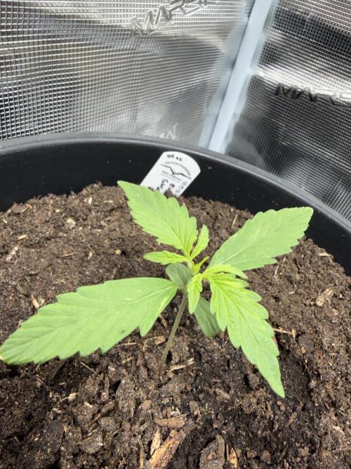 Grow 1 Q1 2026. Week 1 - 19.02 Second true leaf set seems unbothered by crispy tips