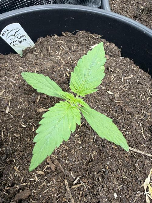 Grow 1 Q1 2026. Week 1 - 20.02 At 15 days these girls are huge compared to the stunt queens of G1.4.25