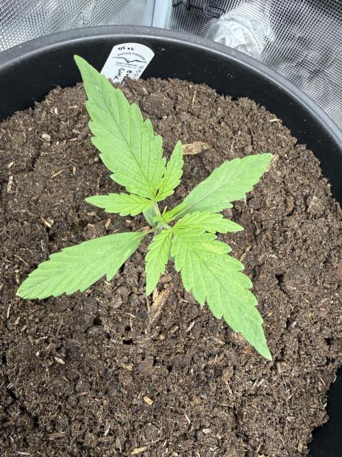 Grow 1 Q1 2026. Week 1 - 20.02 Three! sets of true leaves?