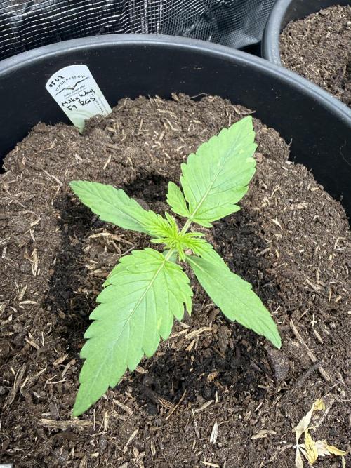 Grow 1 Q1 2026. Week 1 - 21.02